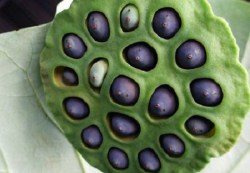 fvcptrong_sen_1_ptyo[1]