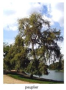 Bạch Dương- peuplier