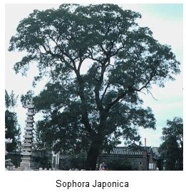 Cây Hòe -Sophora Japonica