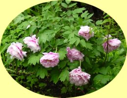 Mẫu Đơn Tây Phương