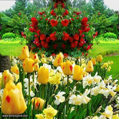 12705336_1009929305748167_2504167349178535408_n