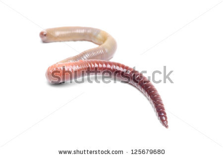 stock-photo-animal-earth-worm-isolated-125679680