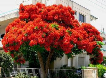 12507094_774412522662717_561130863207366142_n