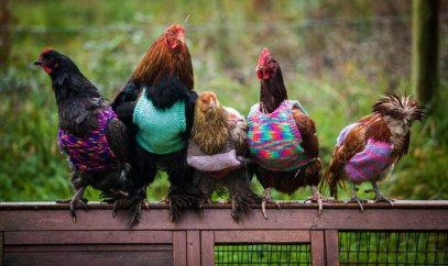 knits-tiny-chicken-jumpers-battery-hens-nicola-congdon-cornwall-61