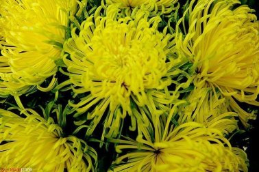 20130327180024_4120461835_65b2cd37b6_z