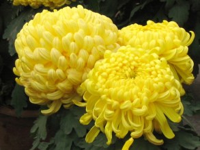 cay-hoa-cuc-dai-doa-9