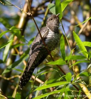 lessercuckoocuculuspoliocephalus