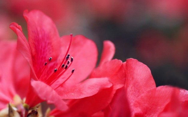 hinh-nen-hoa-do-quen-dep-142-12-1024x640