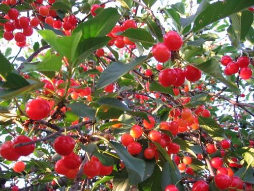 thumbnailimagec-aspx