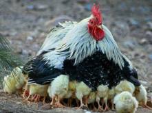 11057628_1450001101976168_469070173153447204_n