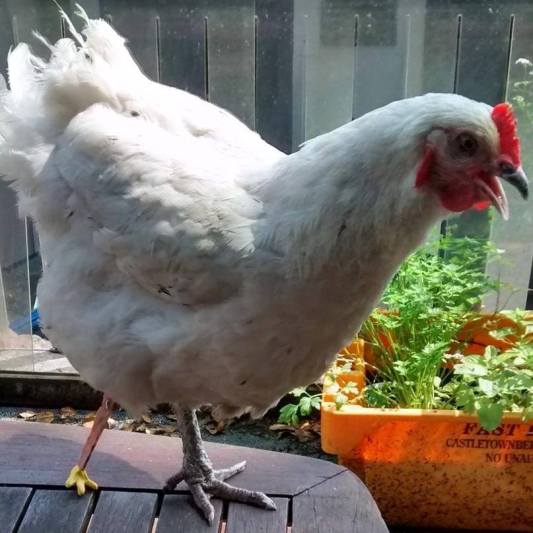 11150919_1413073125680148_6525918901583405254_n