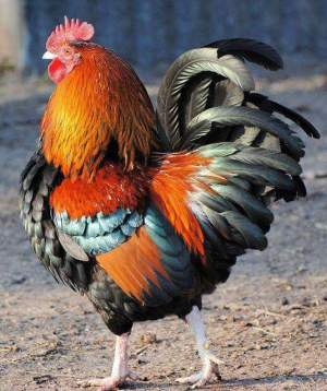 12717334_1076903478997873_8281348658581979833_n