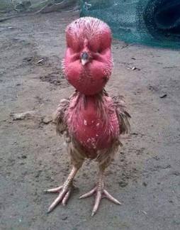 13177523_250024325387740_3128021370429324188_n