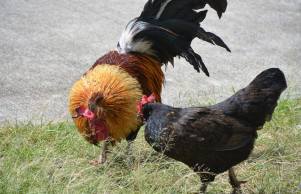 16107135_1420853534605295_1457510016413598477_o