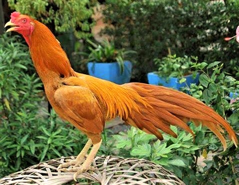 16114734_688676107980119_1628102775221186478_n