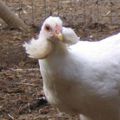 araucana-nam-my-trung-mau-xanh
