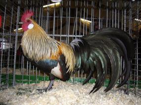 bezirksschau-luebbecke-278