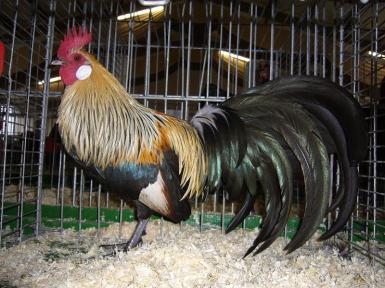 bezirksschau-luebbecke-278