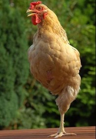 f_200708_august23ed_352767a