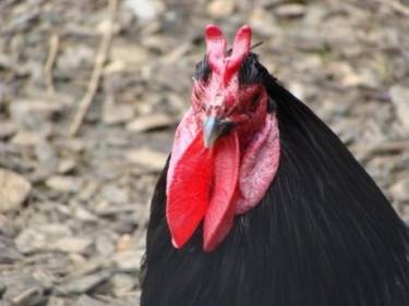 ga-la-fleche-cua-phap