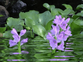 hoa tim luc binh.gif