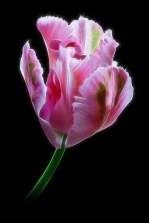 1005517_1057663564255198_5482723516834906398_n