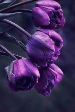 1896850_1515246148791817_7852043421167503521_n