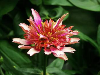 1915426_1494407120868726_5535129216479295496_n