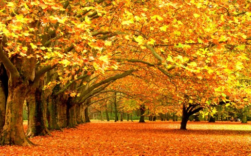 7992-autumn-leaf-fall-leaves-trees-desktop-hd-wallpaper