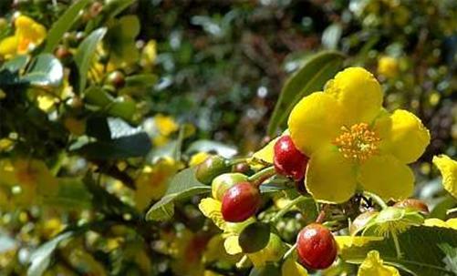 Các loại hoa mai- ST- Phố núi và bạn bè...