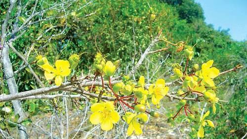 Các loại hoa mai- ST- Phố núi và bạn bè...