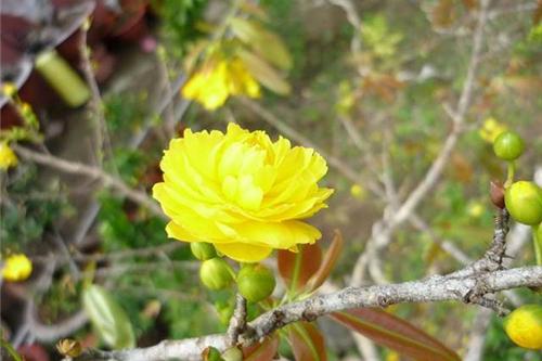 Các loại hoa mai- ST- Phố núi và bạn bè...