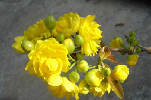 Các loại hoa mai- ST- Phố núi và bạn bè...