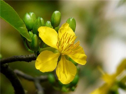 Các loại hoa mai- ST- Phố núi và bạn bè...