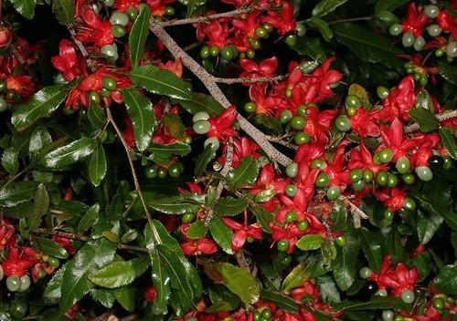 Các loại hoa mai- ST- Phố núi và bạn bè...