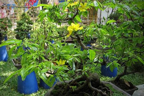 Các loại hoa mai- ST- Phố núi và bạn bè...