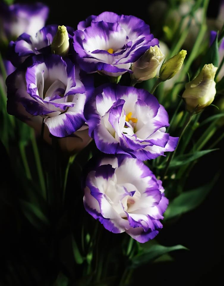 12920462_544099292418785_4399311992010869444_n