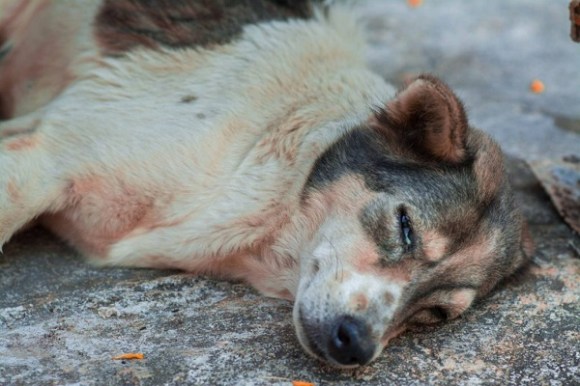 cho-bi-chet-la-diem-gi