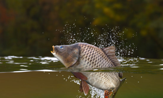 shutterstock_1234109923-550x330