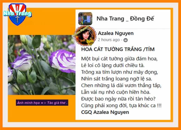 HOA CÁT TƯỜNG TRẮNG TÍM