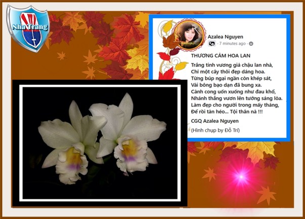 THƯƠNG CẢM HOA LAN