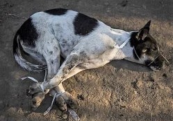 1501296779-150121006992332-2-copy